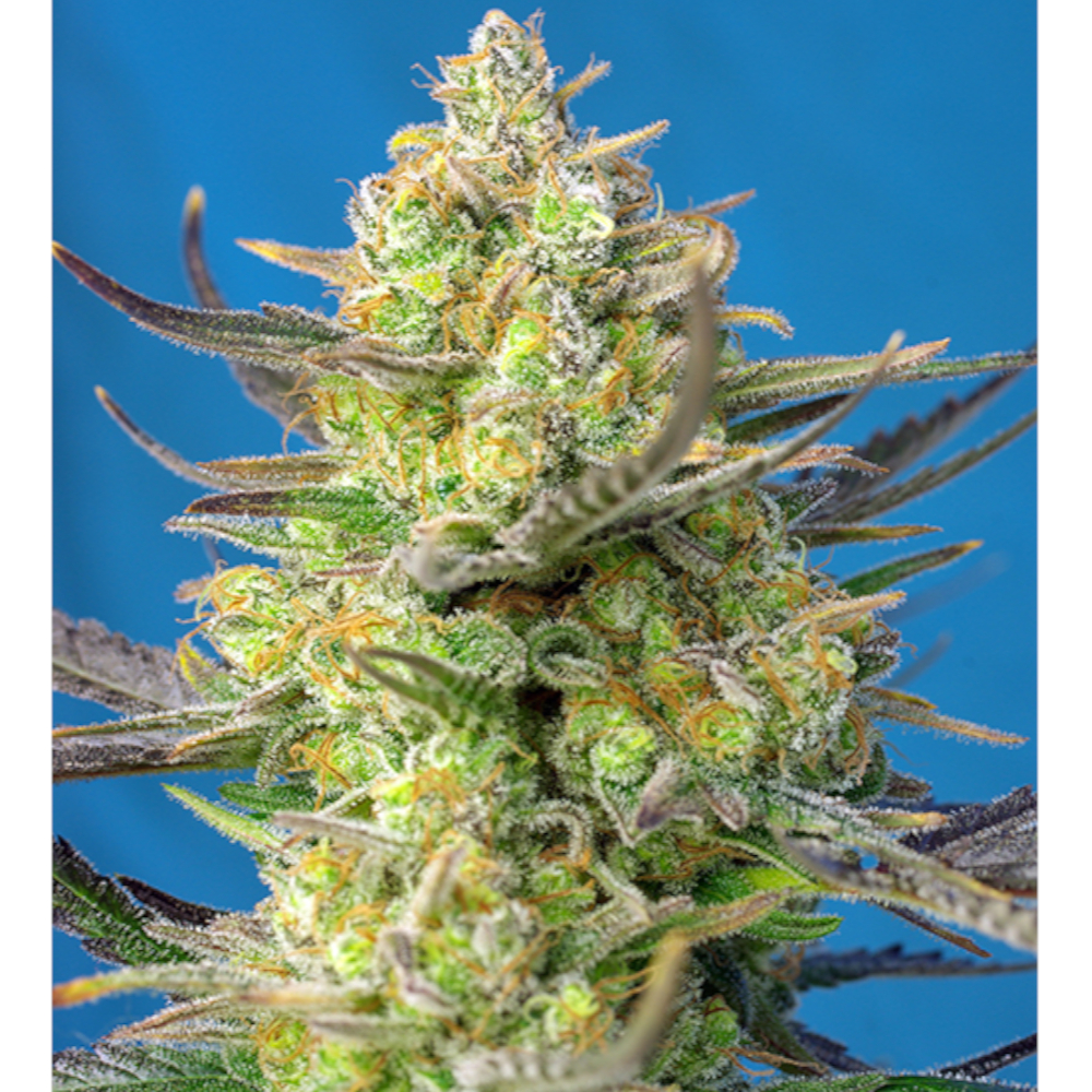 Sweet Cheese XL Auto 3+1