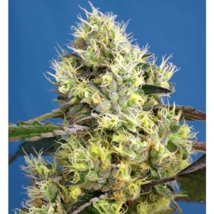 Sweet Gelato Auto 3+1