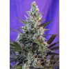 Sweet Skunk Auto