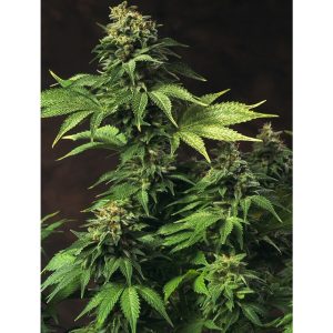 Akorn aka Snowbud