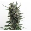 Auto Critical Hog