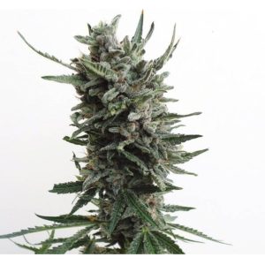 Auto Critical Hog