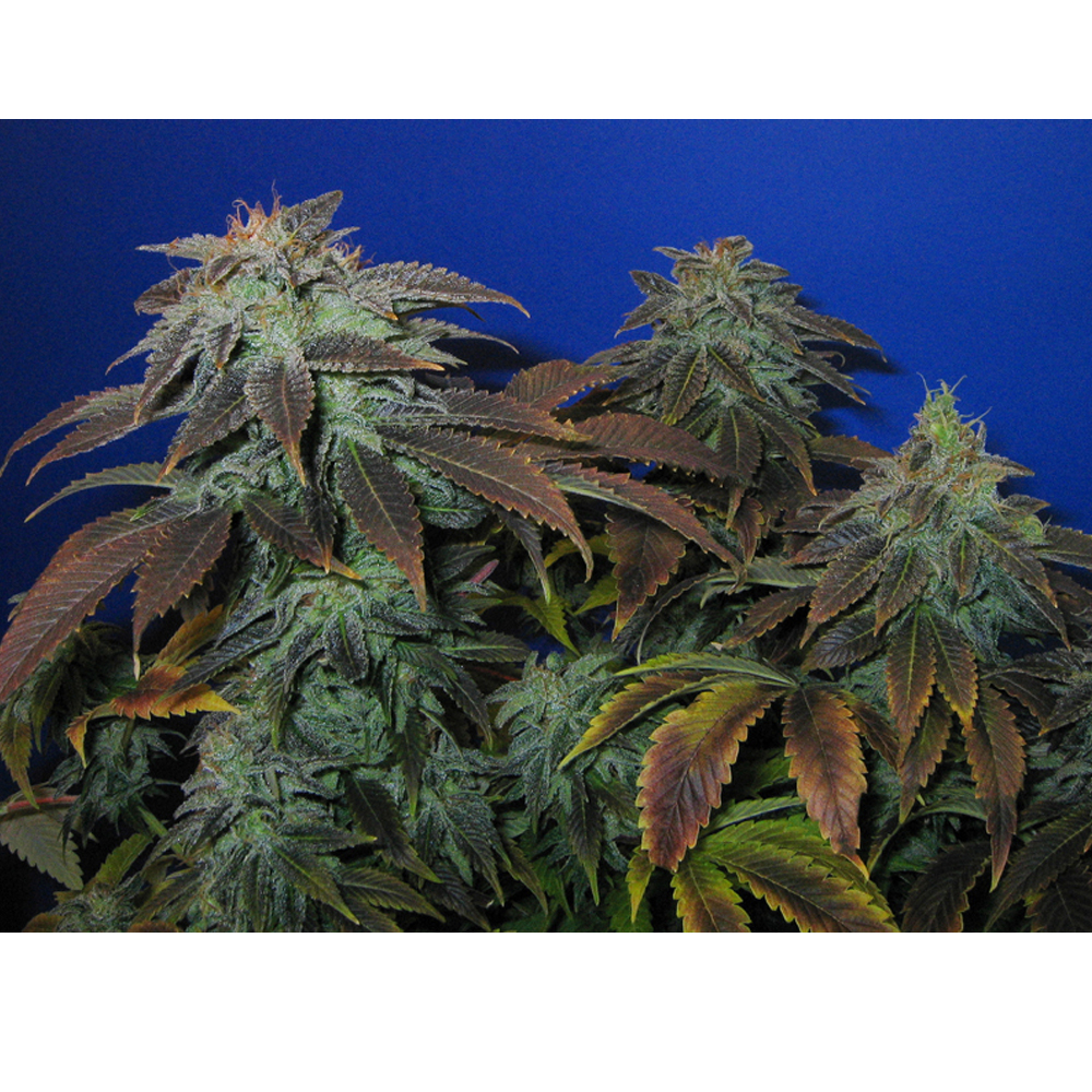 Heavy Duty Fruity