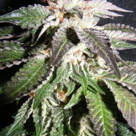 Confidencial OG