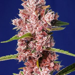Tropicanna Poison F1 FV 3+1 fem