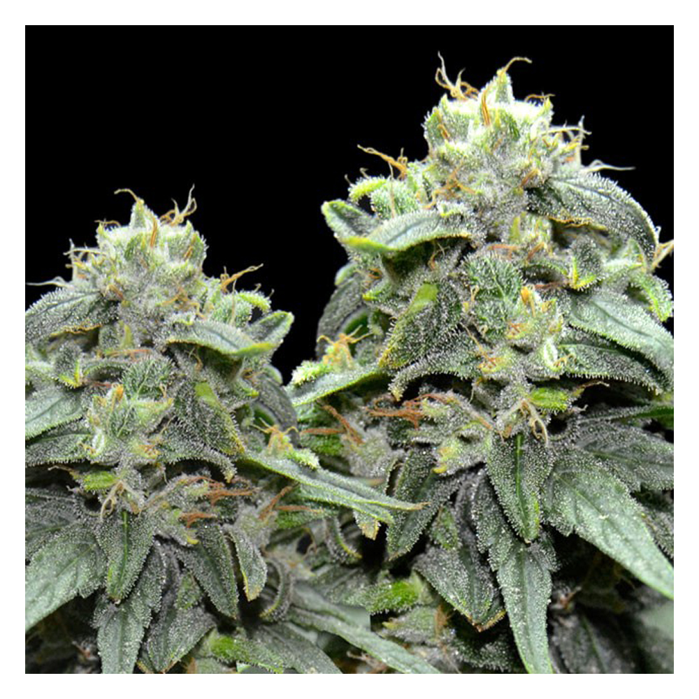 BL4QKFY4H Weed