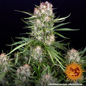 Alternative view of Wedding Cake Auto