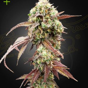 WestCoast OG X Gelato#41 Auto