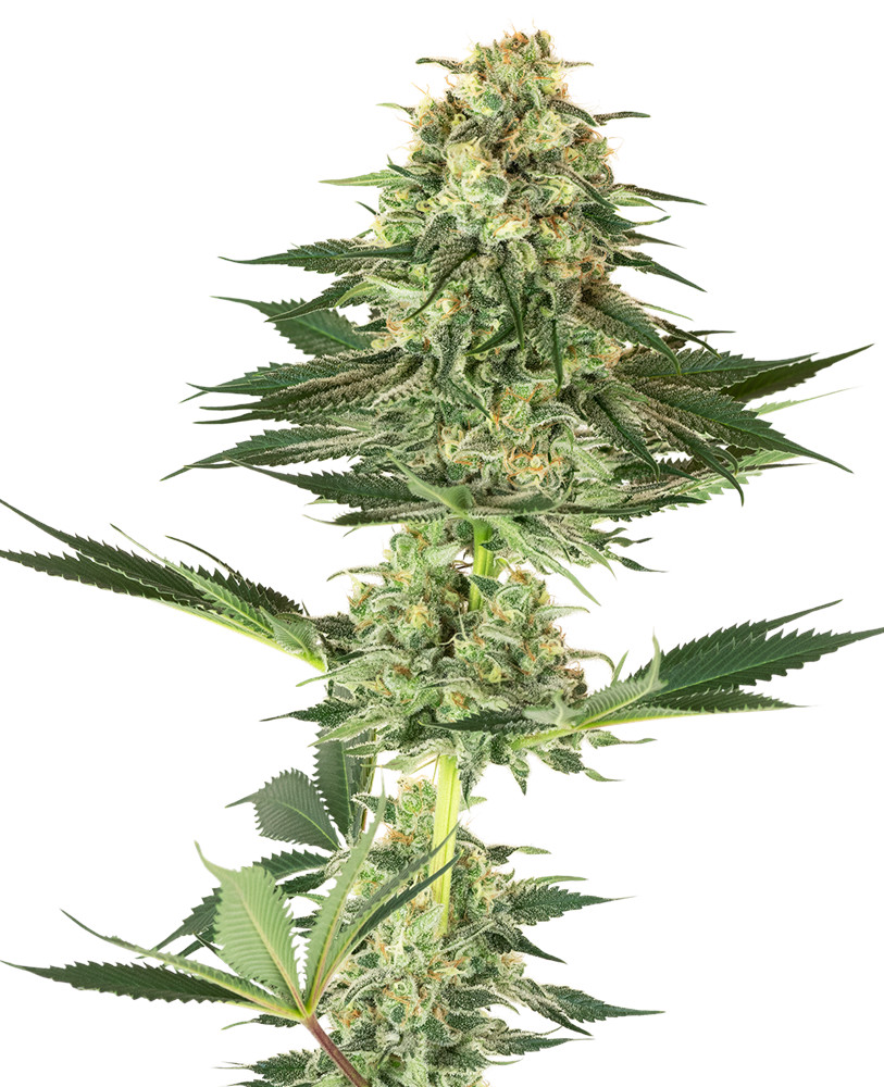 Banana Kush