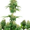 Girl Scout Cookies