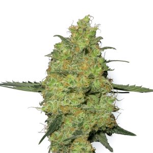 Master Kush