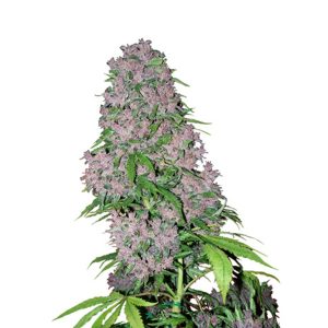 Purple Bud