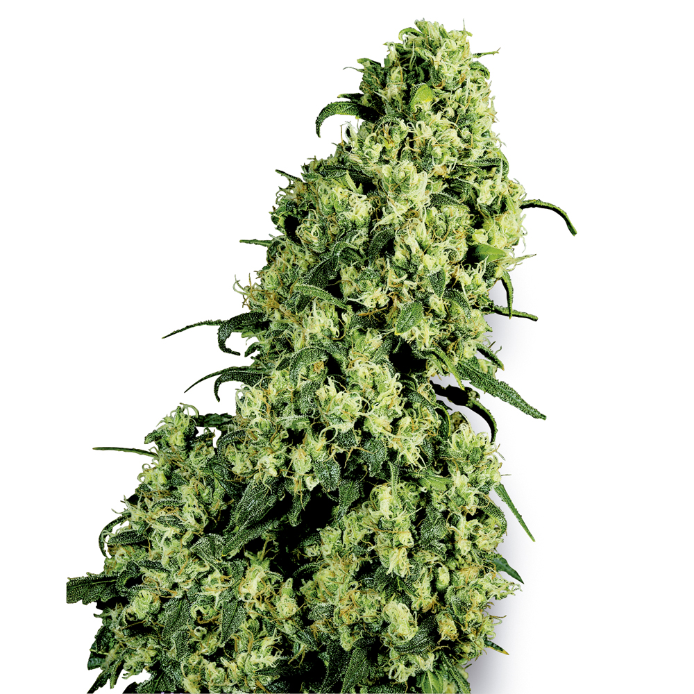 Skunk #1