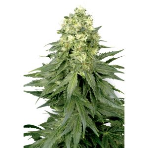 White Widow