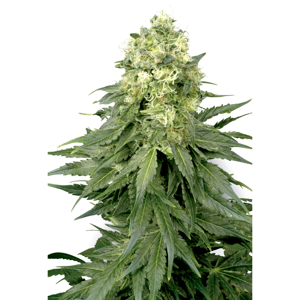 White Widow