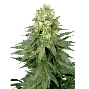 White Widow