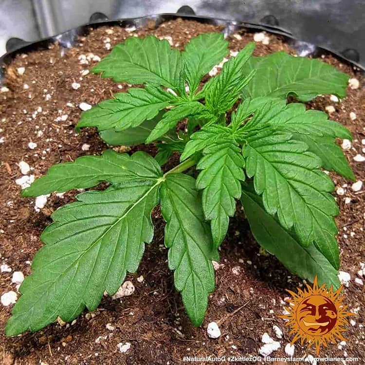 Zkittlez OG Auto - Imagen 4