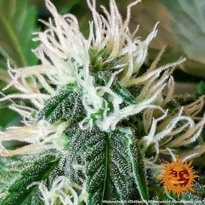 Alternative view of Zkittlez OG Auto