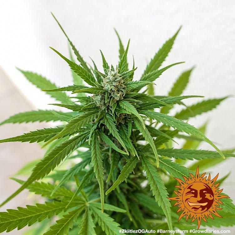 Zkittlez OG Auto - Imagen 3