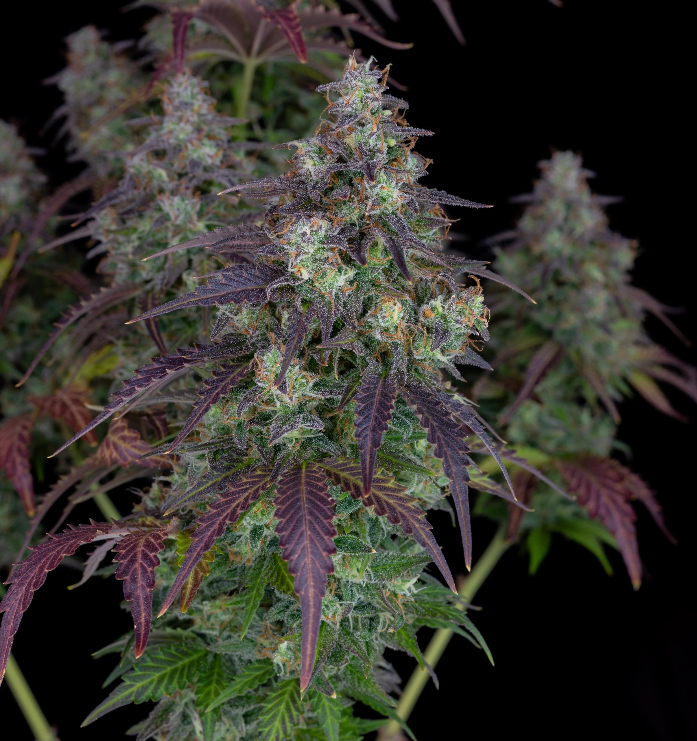 Lemon Pie Auto - Imagen 2