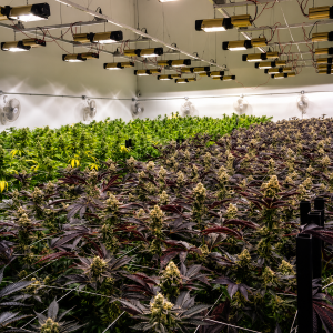 sistema de iluminacion led para cultivo indoor de alto rendimiento