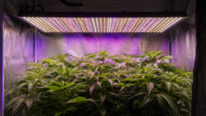 Comparativa de tipos de iluminación para cultivo indoor: LED, HPS y CMH