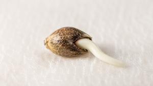 Semilla germinando